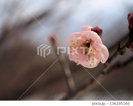 寒い2月に咲いた赤い梅の花「紅加賀(ベニカガ)」 寒い2月に咲いた赤い梅の花「紅加賀(ベニカガ)」 136295160