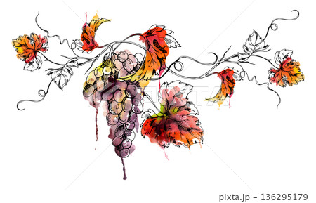Elegant long grapes hanging on leafy vine with tendrils. Isolated illustration hand drawn in watercolor and ink for menus, decor prints, branding assets, winery website visuals, boutique packaging. 136295179