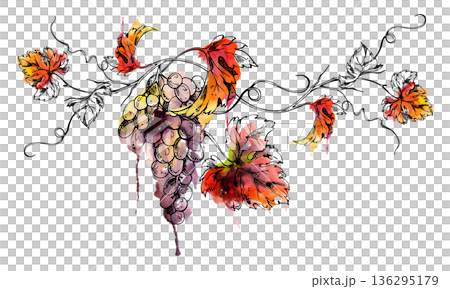Elegant long grapes hanging on leafy vine with tendrils. Isolated illustration hand drawn in watercolor and ink for menus, decor prints, branding assets, winery website visuals, boutique packaging. 136295179
