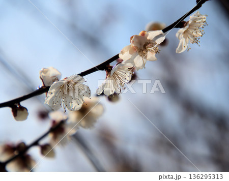 寒い2月に美しく咲いた白い梅の花「冬至（トウジ） 136295313