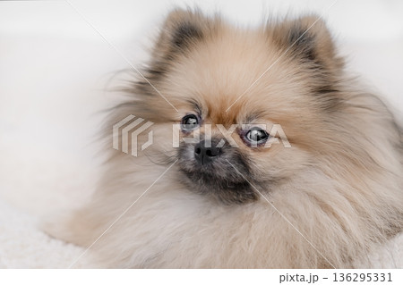 cute Pomeranian dog on a light background 136295331