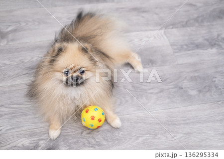 A cute Pomeranian dog is lying on the floor with a ball at home A cute Pomeranian dog is lying on the floor with a ball at home 136295334
