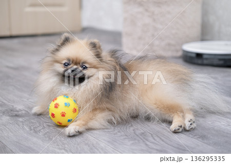 A cute Pomeranian dog is lying on the floor with a ball at home 136295335