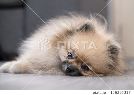 A cute Pomeranian dog is lying on the floor at home A cute Pomeranian dog is lying on the floor at home 136295337