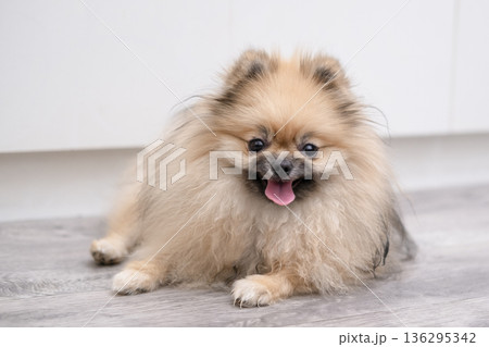 A cute Pomeranian dog is lying on the floor at home A cute Pomeranian dog is lying on the floor at home 136295342