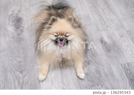 A cute Pomeranian dog is lying on the floor at home A cute Pomeranian dog is lying on the floor at home 136295343