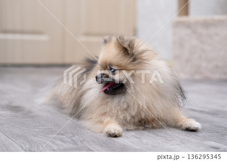 A cute Pomeranian dog is lying on the floor at home A cute Pomeranian dog is lying on the floor at home 136295345