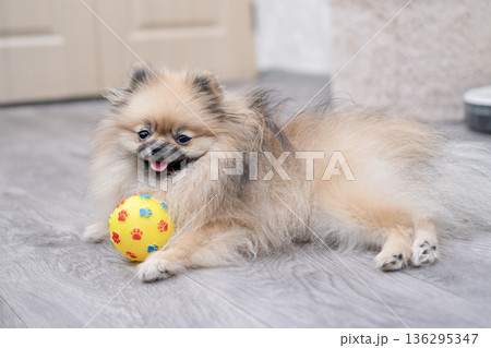 A cute Pomeranian dog is lying on the floor with a ball at home A cute Pomeranian dog is lying on the floor with a ball at home 136295347