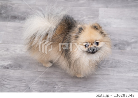 A cute Pomeranian dog stands on the floor at home A cute Pomeranian dog stands on the floor at home 136295348