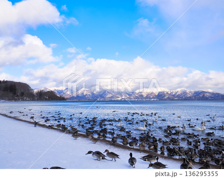水鳥が集まる冬の猪苗代湖・福島県 136295355