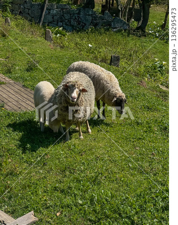 Three sheep standing on green grass near stone wall in rural countryside under daylight. Farm animals in pastoral landscape 136295473
