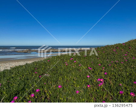 Pink ice plant flowers blooming along a green coastal groundcover with ocean waves and rocky shoreline in the background. Vibrant seaside vegetation 136295475