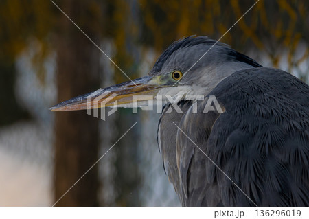 Portrait of grey heron Portrait of grey heron 136296019