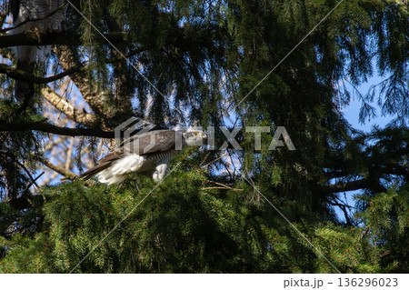 Goshawk (Accipiter gentilis) on a branch with a prey Goshawk (Accipiter gentilis) on a branch with a prey 136296023