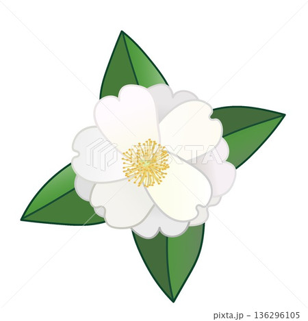 白い寒椿のイラスト 白い寒椿のイラスト 136296105