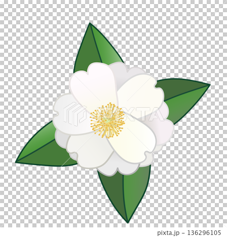 白い寒椿のイラスト 白い寒椿のイラスト 136296105