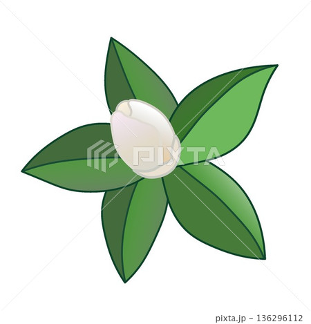 白い寒椿のイラスト 136296112