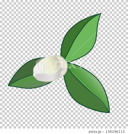 白色山茶花的插圖 白色山茶花的插圖 136296113