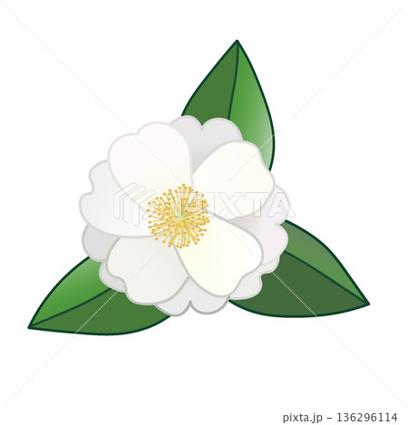 白い寒椿のイラスト 136296114