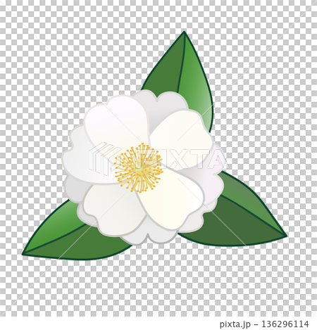 白い寒椿のイラスト 136296114
