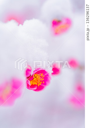 枝垂れ紅梅の花に雪が積もった 枝垂れ紅梅の花に雪が積もった 136296137