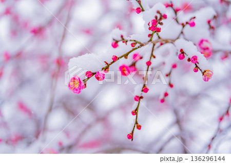 枝垂れ紅梅の花に雪が積もった 枝垂れ紅梅の花に雪が積もった 136296144