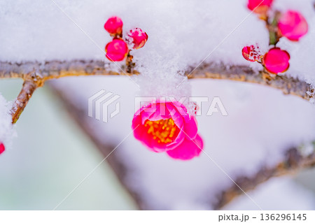 枝垂れ紅梅の花に雪が積もった 136296145