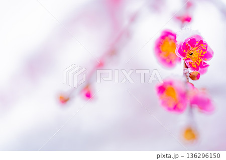 枝垂れ紅梅の花に雪が積もった 136296150