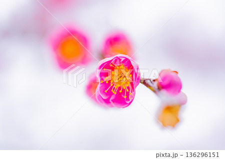 枝垂れ紅梅の花に雪が積もった 136296151