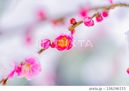 枝垂れ紅梅の花に雪が積もった 136296155