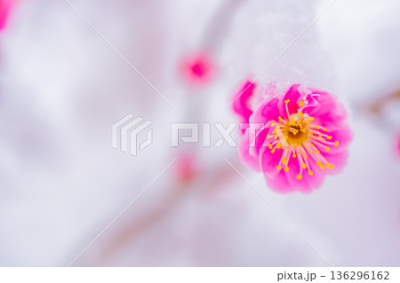枝垂れ紅梅の花に雪が積もった 136296162