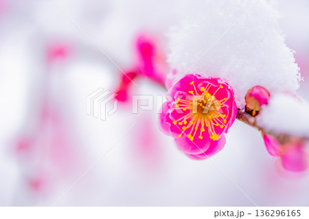 枝垂れ紅梅の花に雪が積もった 枝垂れ紅梅の花に雪が積もった 136296165