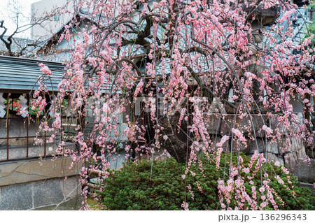 京都 菅大臣社 京都 菅大臣社 136296343