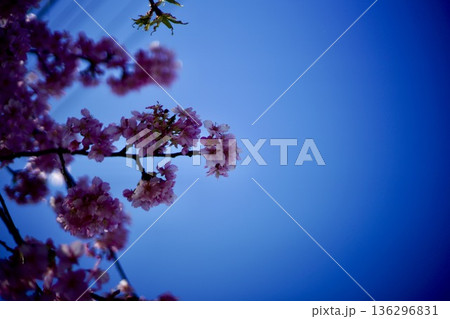 青い空と桜 青い空と桜 136296831