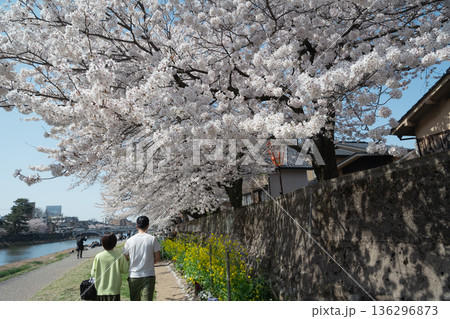満開の桜の下でお花見を楽しむ男と女 満開の桜の下でお花見を楽しむ男と女 136296873
