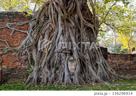 タイ アユタヤ ワット・マハタート 木の根に包まれた仏頭 タイ アユタヤ ワット・マハタート 木の根に包まれた仏頭 136296914