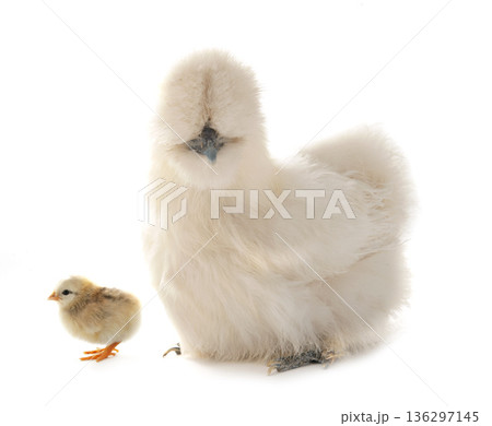 silkie chicken in studio silkie chicken in studio 136297145
