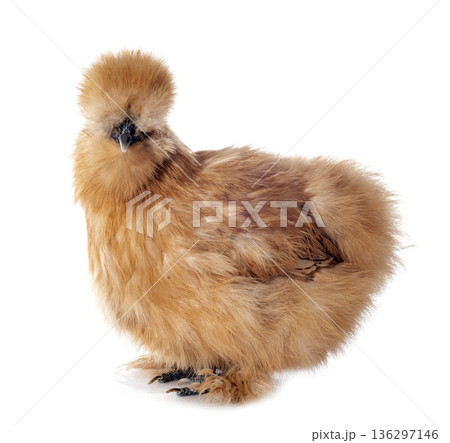 silkie chicken in studio silkie chicken in studio 136297146