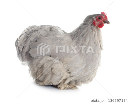 pekin chicken pekin chicken 136297154