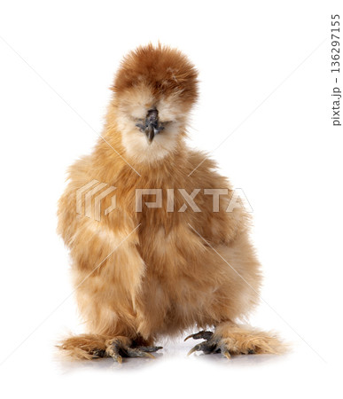 silkie chicken silkie chicken 136297155