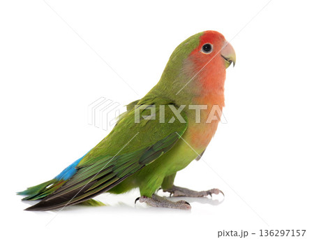 Peach-faced Lovebird in studio 136297157