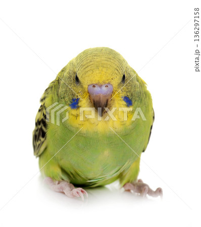 young budgerigar in studio young budgerigar in studio 136297158