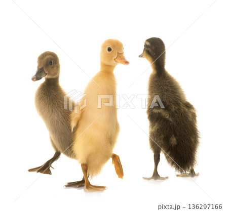 Indian Runner ducking Indian Runner ducking 136297166