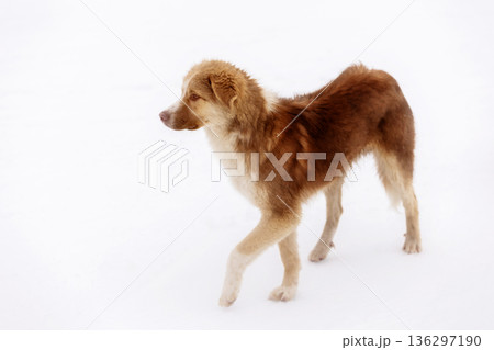 Red brown mutt street dog walking outdoors 136297190