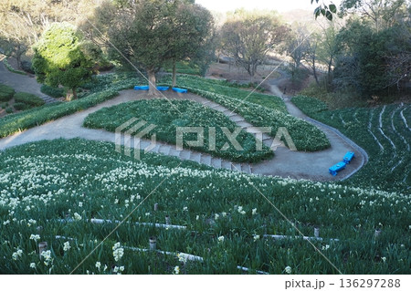 岸和田の公園の水仙郷 岸和田の公園の水仙郷 136297288