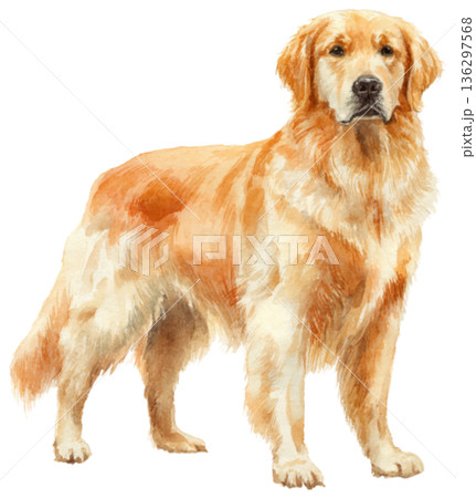 Golden dog 136297568