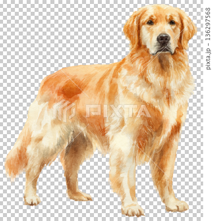 Golden dog 136297568