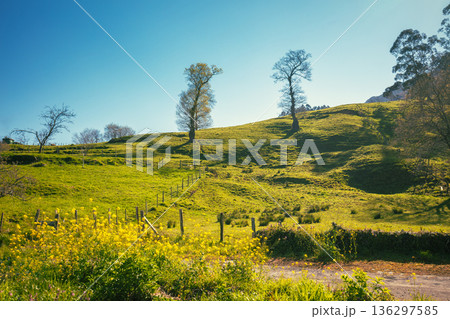 Grassy mountains slope with trees during sunset. Mountain landscape Grassy mountains slope with trees during sunset. Mountain landscape 136297585