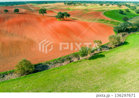 Arable field in autumn. Olive trees on the field. Rural landscape. Rolling fields on the hills. Alvalade, Portugal Arable field in autumn. Olive trees on the field. Rural landscape. Rolling fields on the hills. Alvalade, Portugal 136297671
