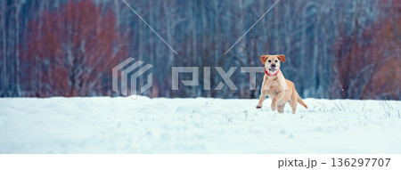 Labrador retriever dog running on the snowy field in winter. Horizontal banner Labrador retriever dog running on the snowy field in winter. Horizontal banner 136297707